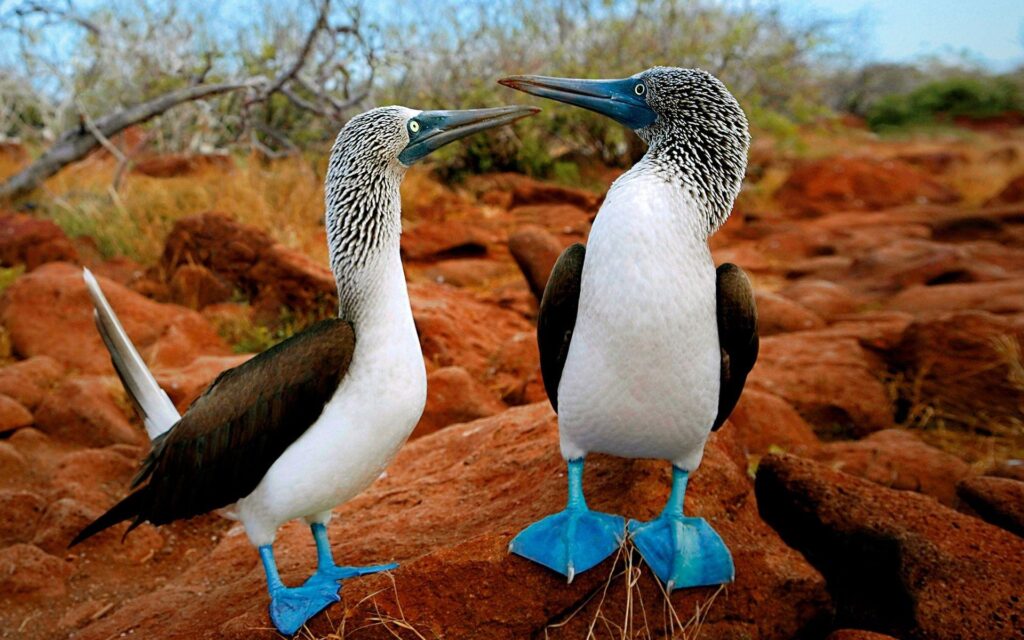 The Galapagos Islands A Natural Selection for Divers