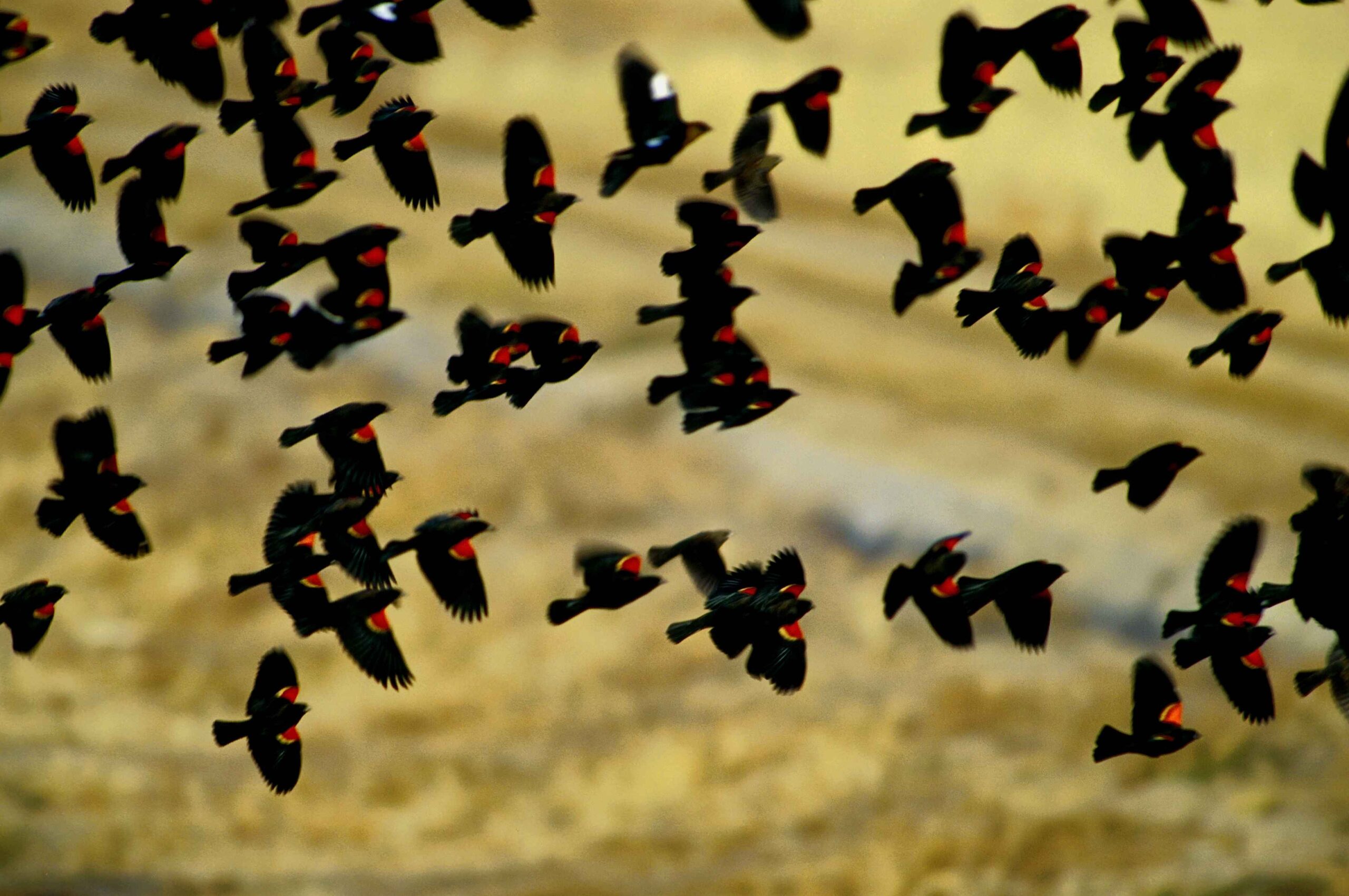 Red winged blackbird free Wallpaper, public domain Wallpaper