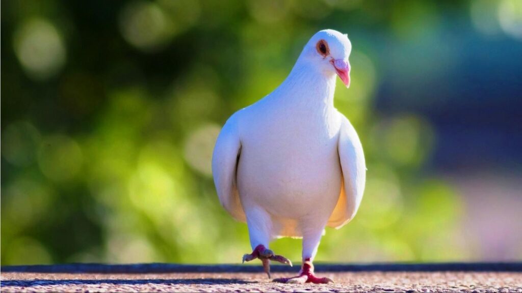 Cute White Pigeon Wallpapers