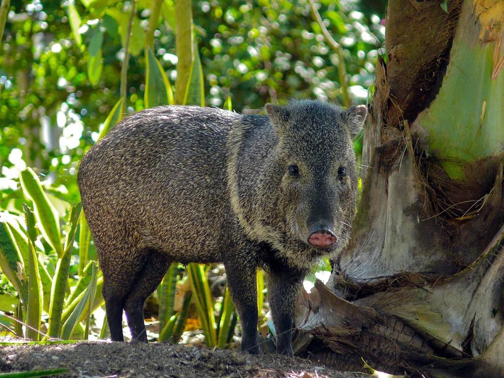 Collared Peccary