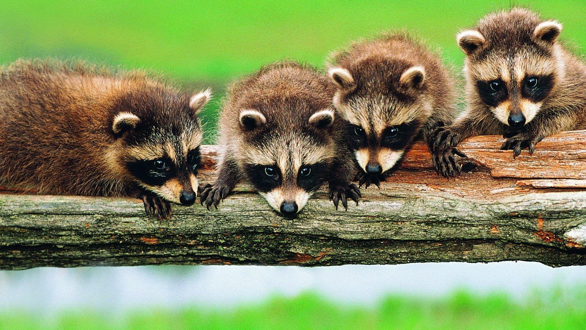 Raccoons Tag wallpapers Grass Animals Raccoons Animal Picture With