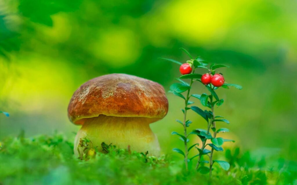 Mushrooms Wallpapers for Android