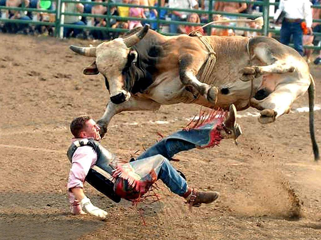 Bull riding wallpapers