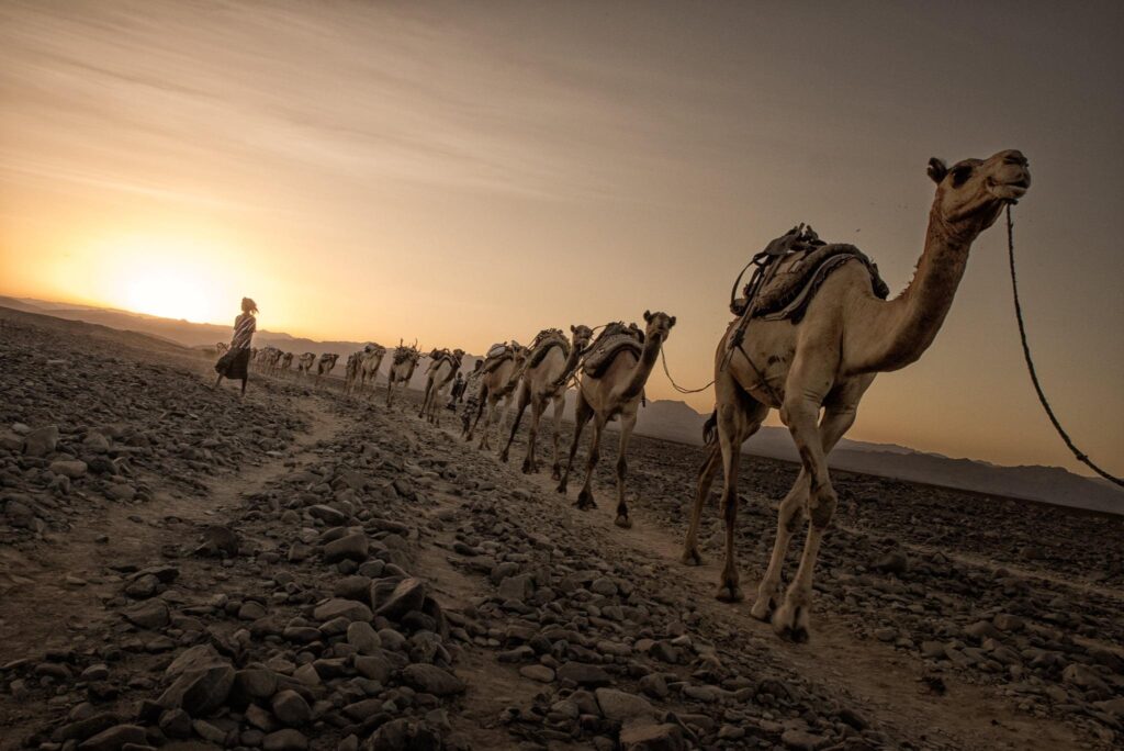 Photo of camels walking on dirt road 2K wallpapers
