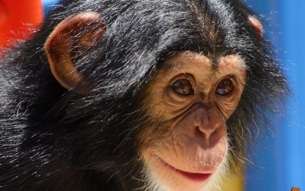 Animal Chimpanzee Baby Wallpaper