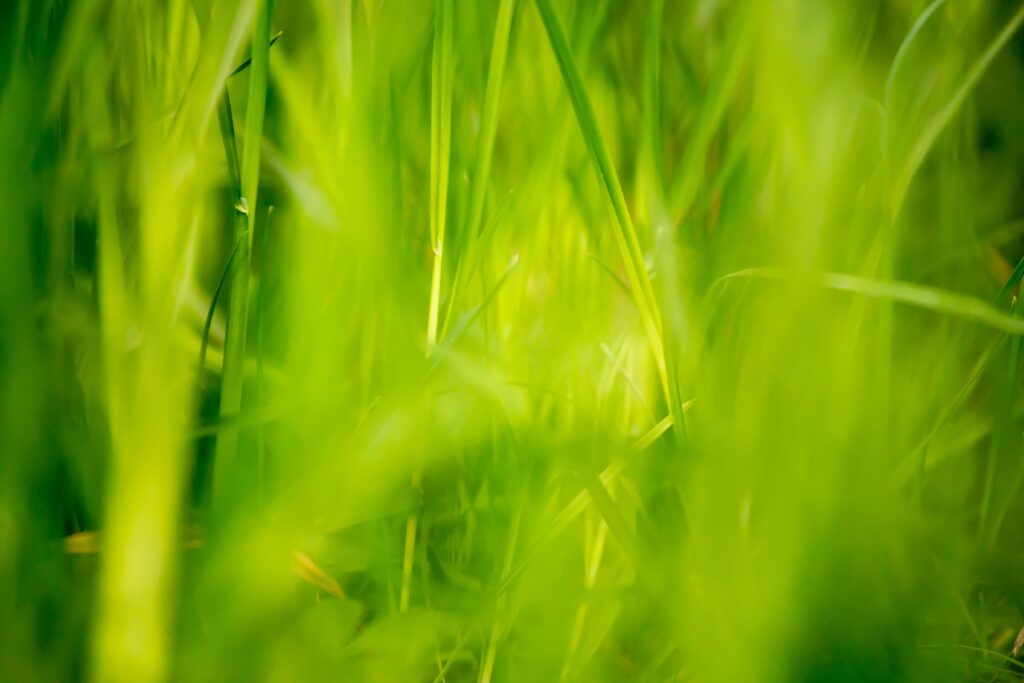 Beautiful Green Grass Field 2K Wallpapers