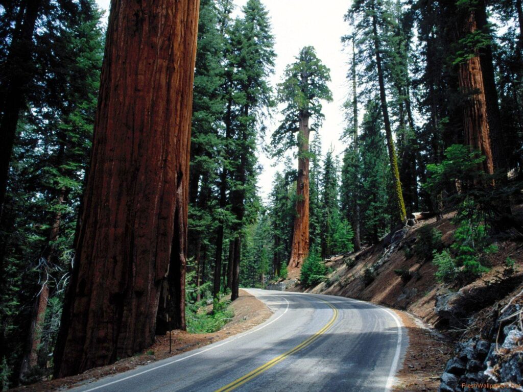 Redwood Road, Sequoia National Park wallpapers