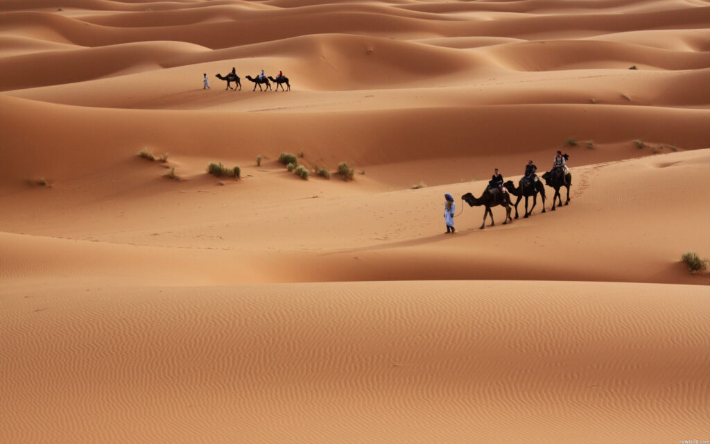 Desert Camel Wallpapers