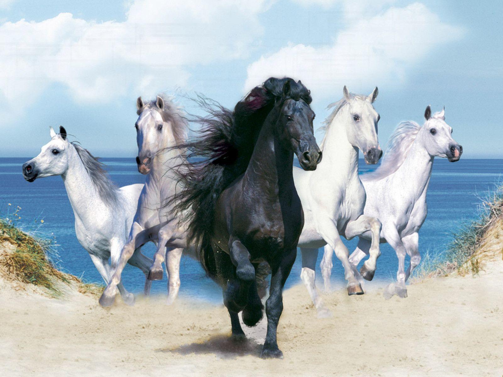 Horse Wallpapers Desktop