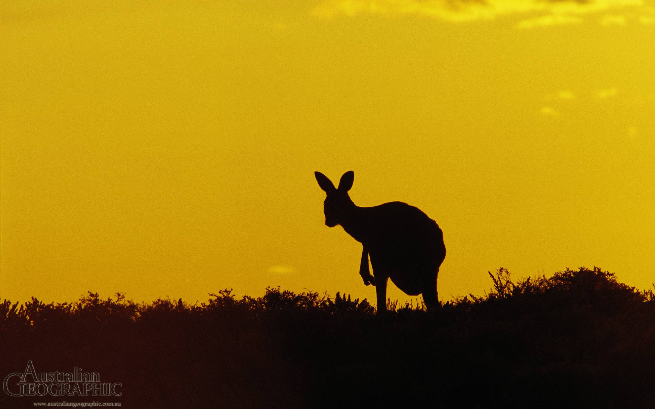 Kangaroo Sturt National Park New South Wales The