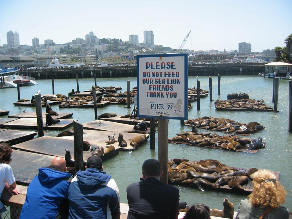 Free Pier and Fisherman’s Wharf Pictures and Stock Photos