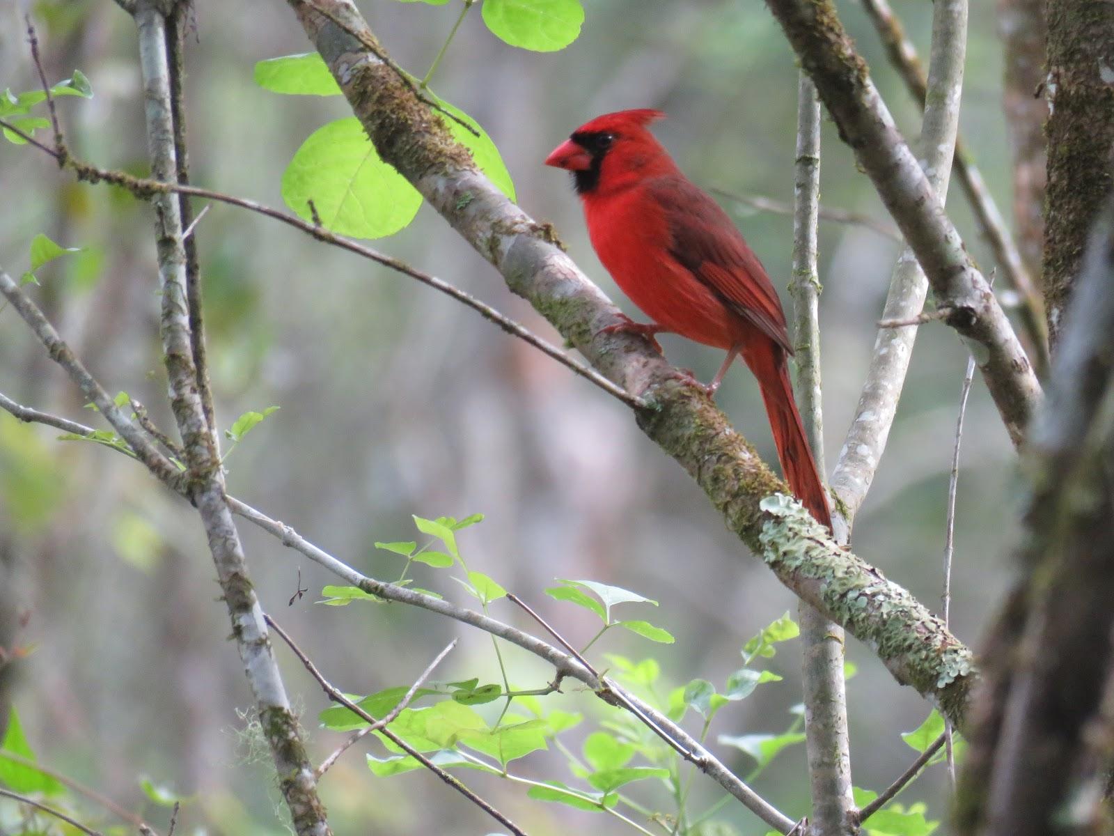 Bird Photos, Birding Sites, Bird Information TWO BEAUTIFUL BIRDS