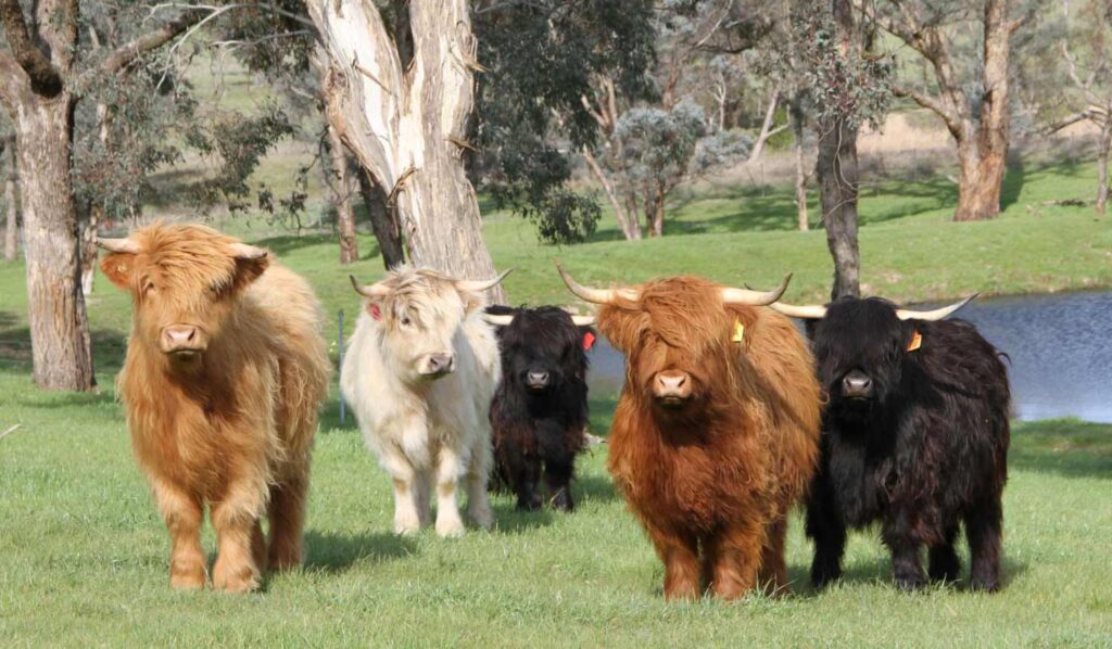 Highland Cow Wallpapers Group