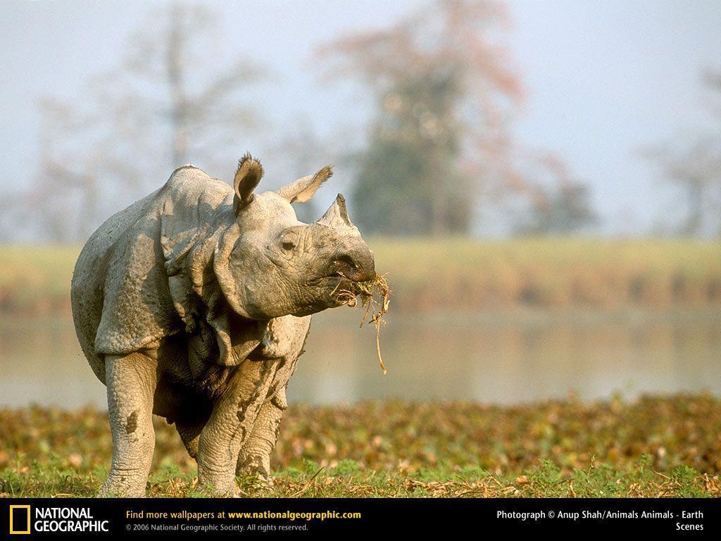 Rhino Picture, Rhino Desk 4K Wallpaper, Free Wallpapers, Download