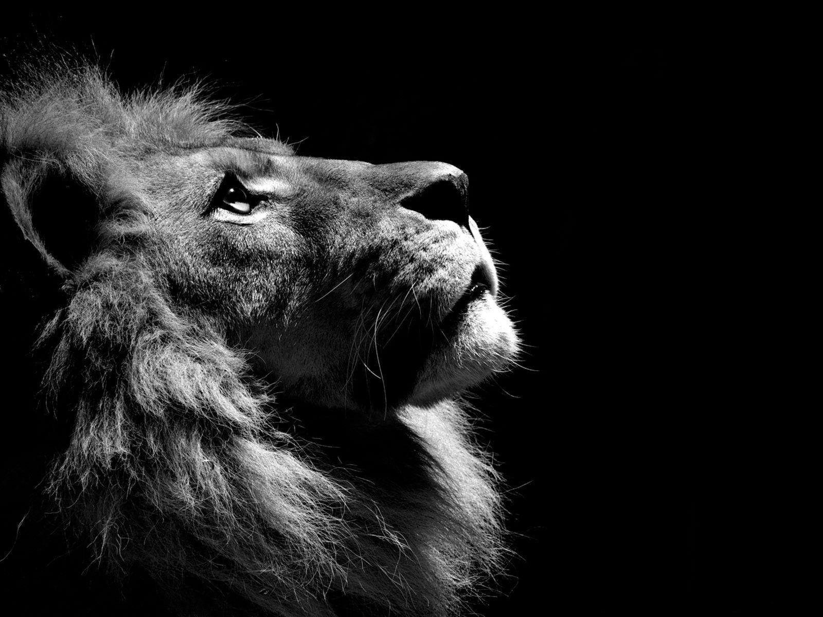 Download black and white lion wallpapers