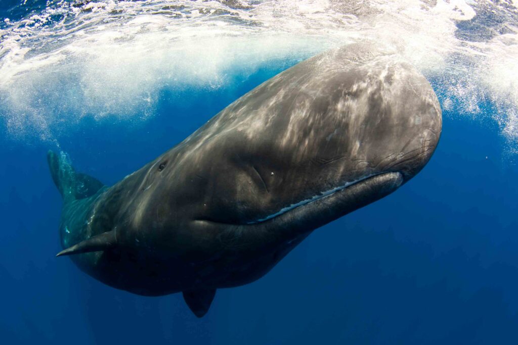 Bowhead Whale Best Wallpapers