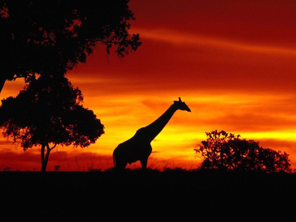 Animals For – African Animals Sunset Wallpapers