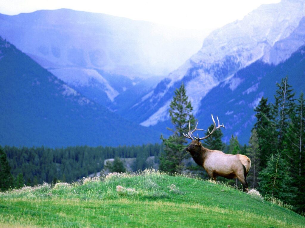 Swiss alps montains with a bull elk animals wallpapers