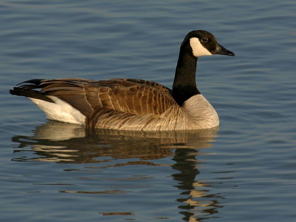 HD Canada Goose Wallpapers and Photos