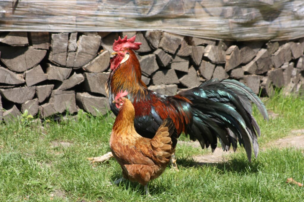 Red and black rooster and brown hen free Wallpaper