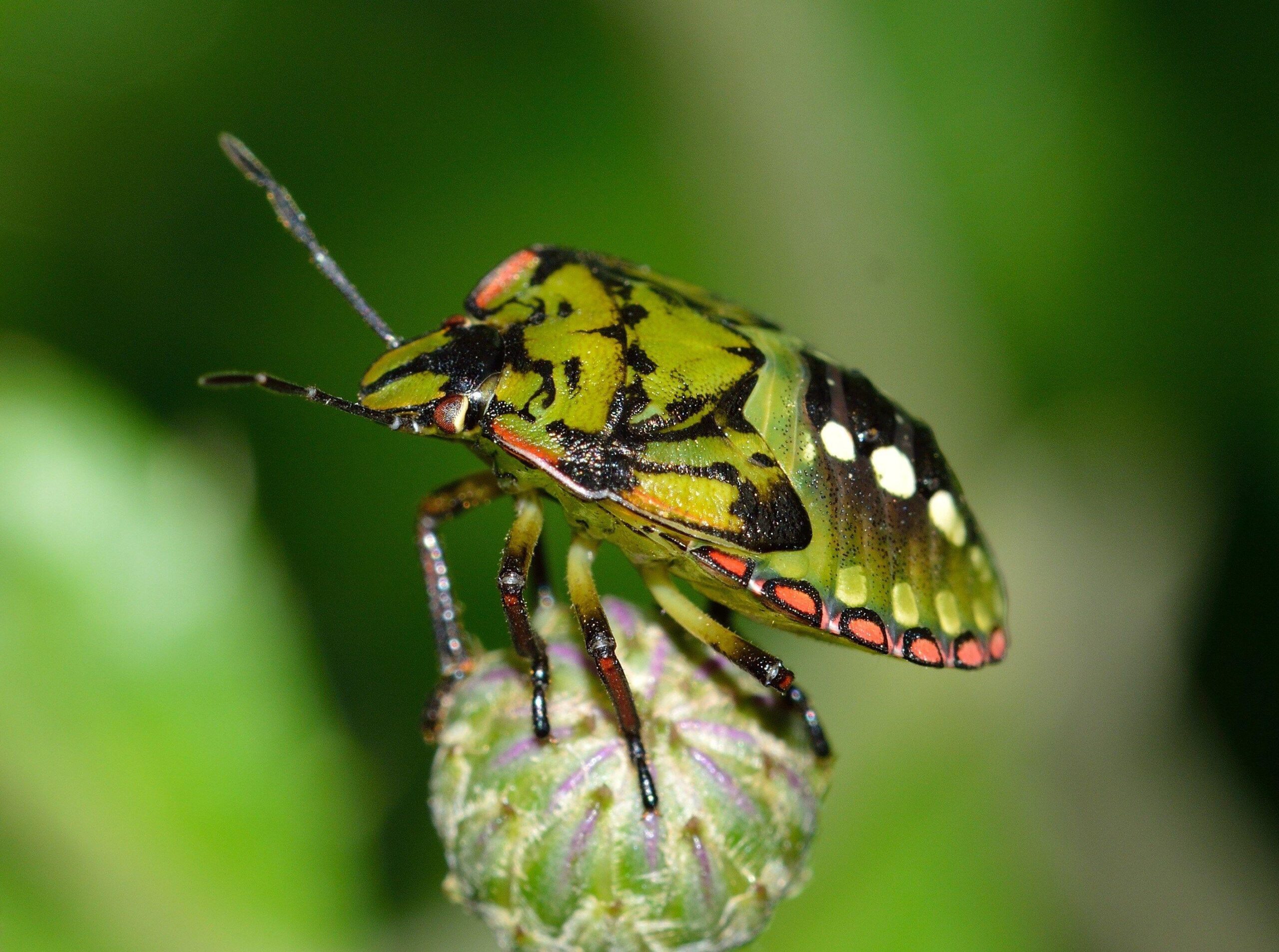 Desk 4K wallpapers for stink bug