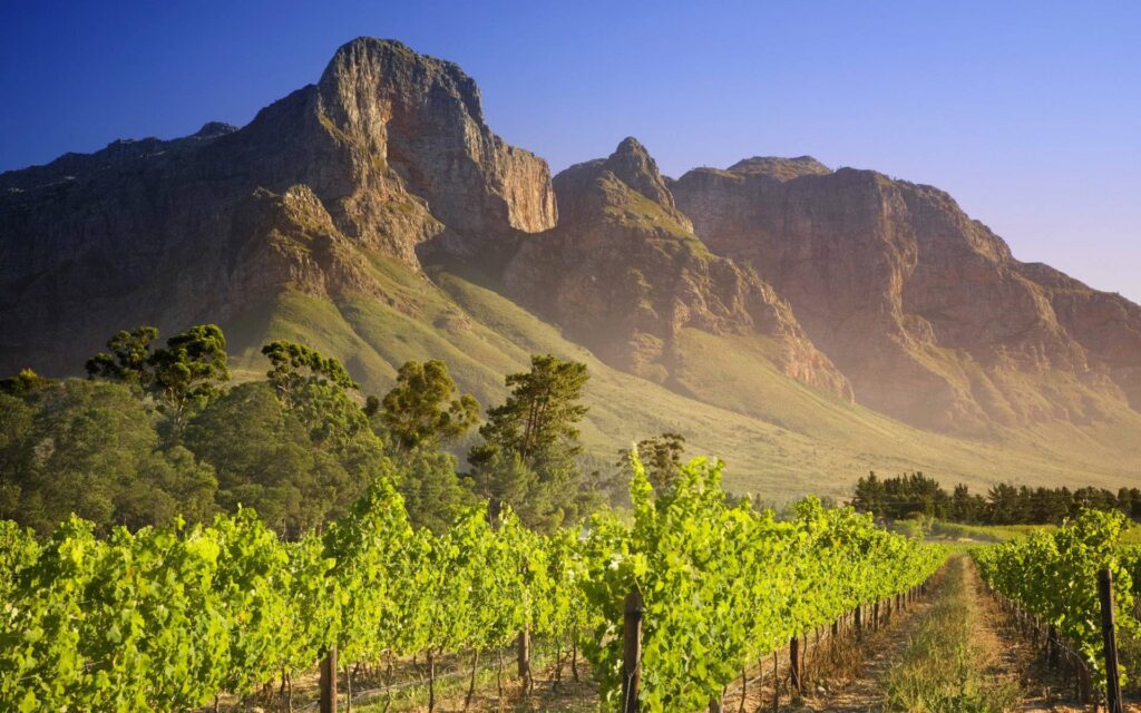 Vineyard South Africa wallpapers