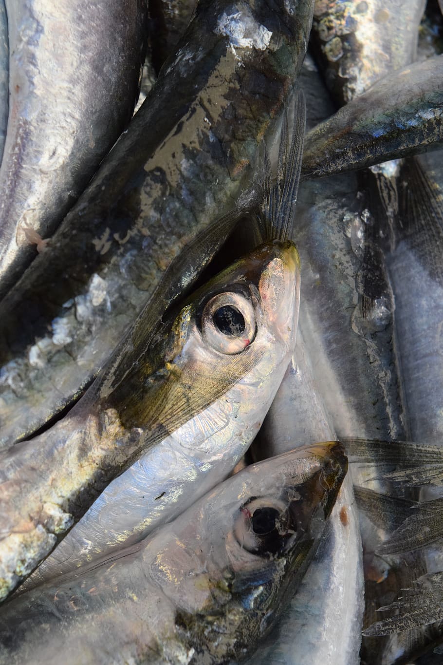 HD wallpaper fish, sardines, european sardine, fang