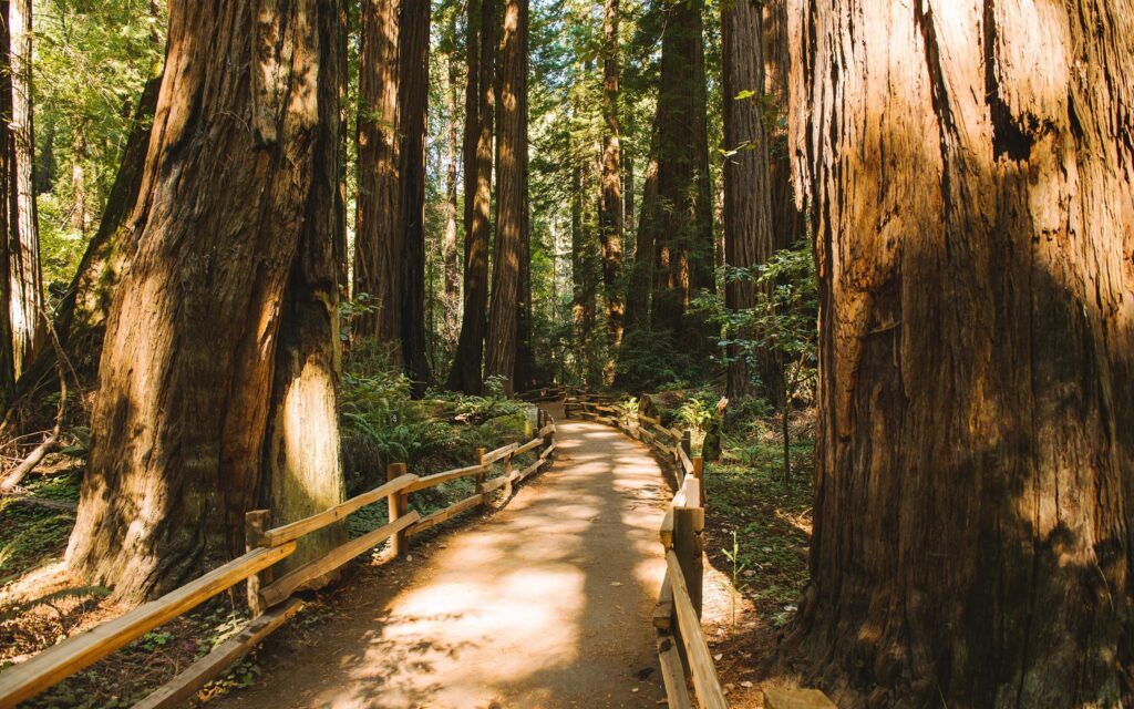 Redwood Trees Forest Muir Woods Path Trail 2K wallpapers