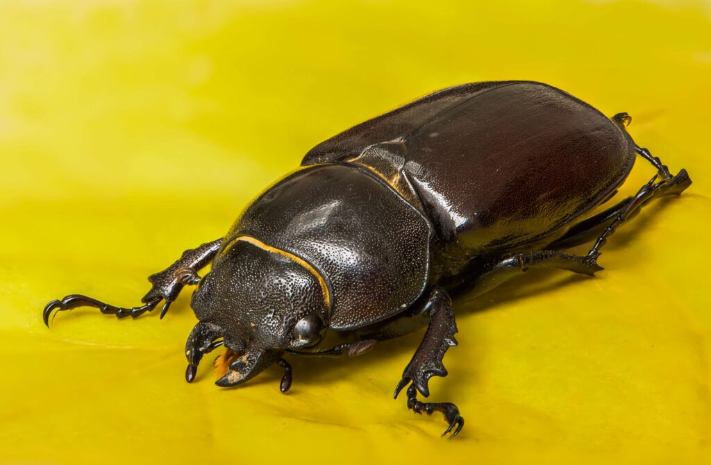 Beetle, female, insect, lucane kite, macro, nocturnal insect