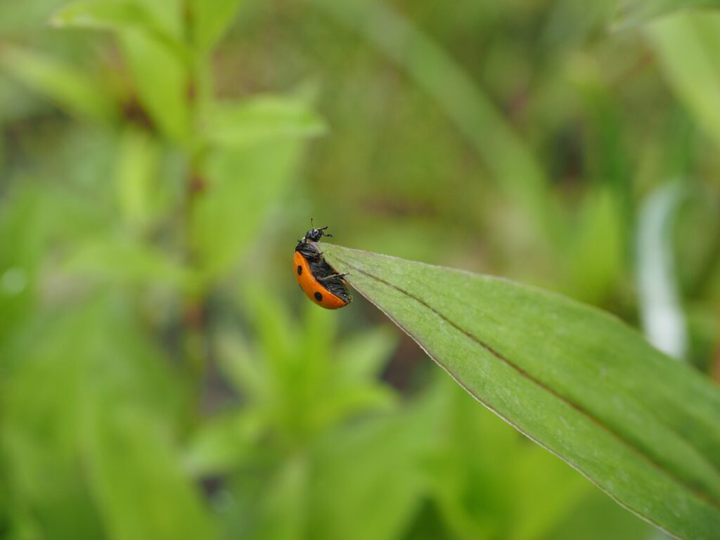 Elytron, Ladybug, Beetle, Coccinellidae, green color, animal themes