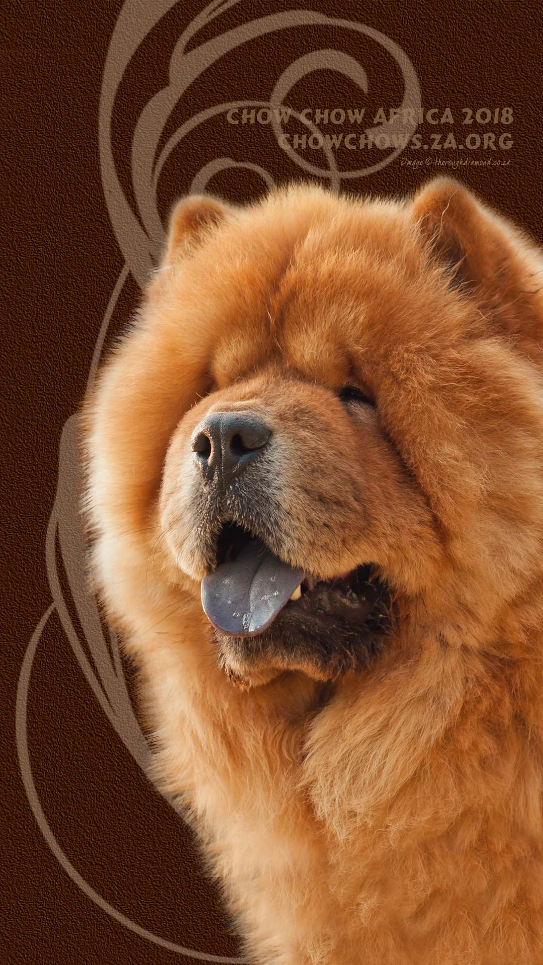 Chow Chow Africa