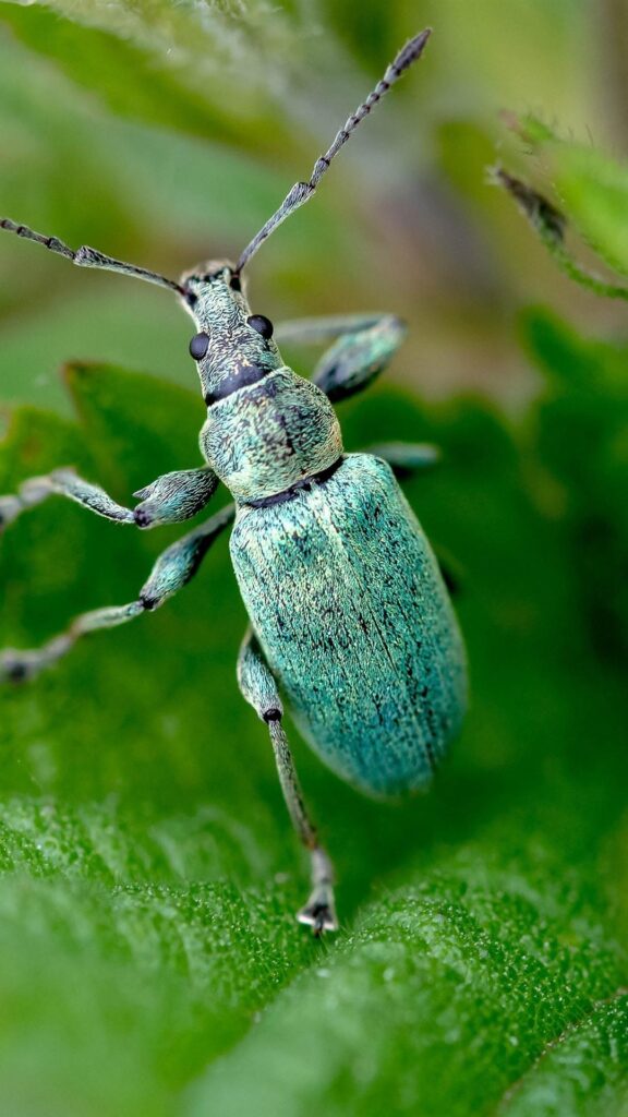 Blue beetle, insect, green leaves iPhone |||S