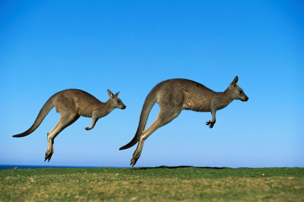 Animal Kangaroo 2K Wallpapers