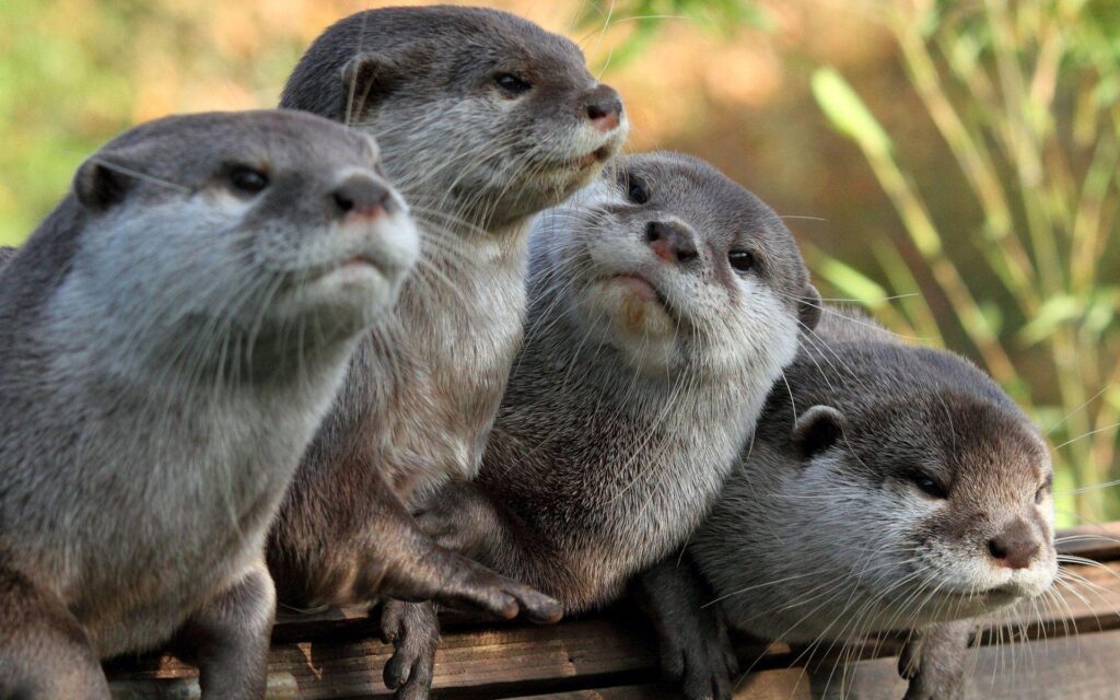 Otter Wallpapers