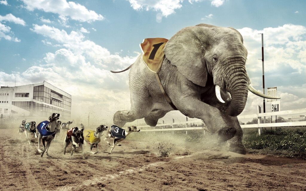 Dogs racing an elephant Wallpapers