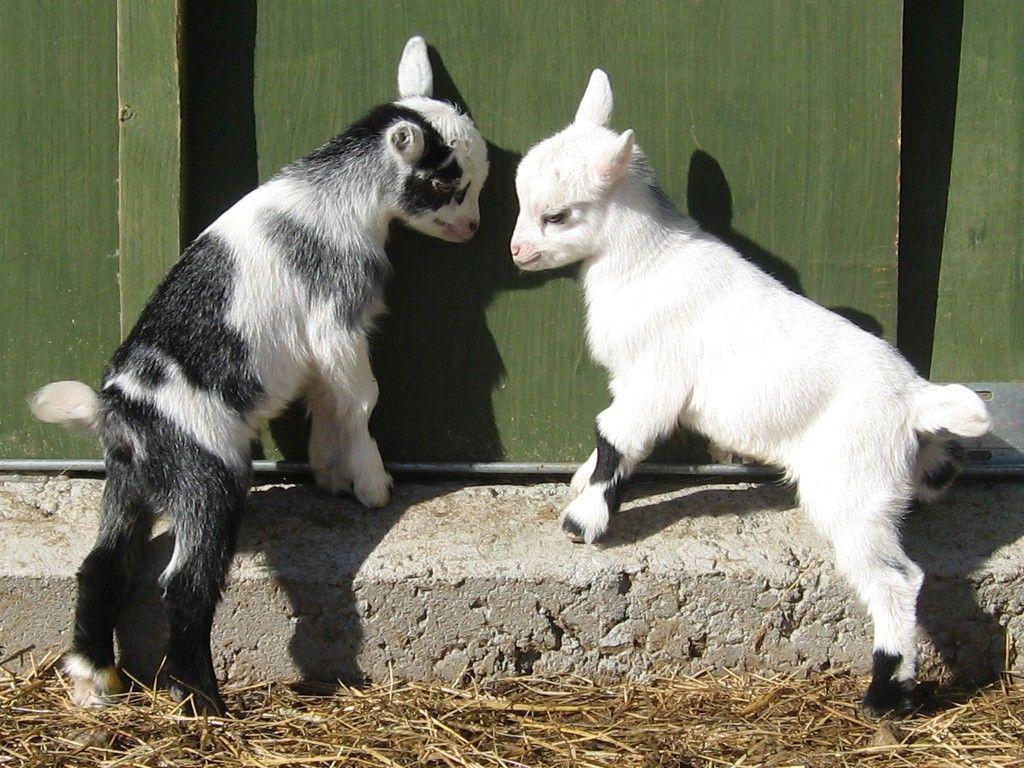 Baby Goats Wallpapers