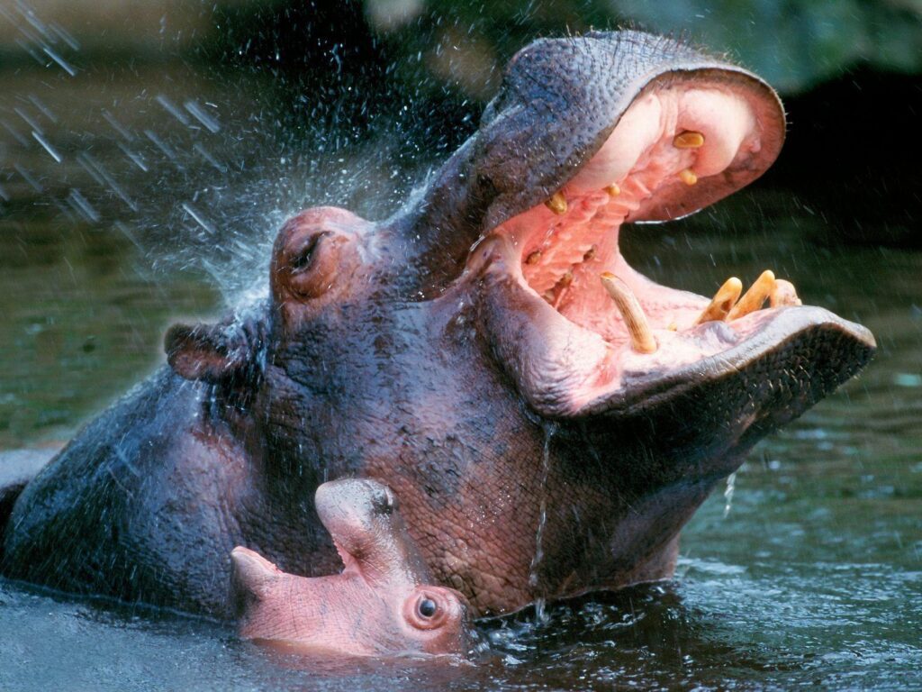 Hippopotamus Wallpapers