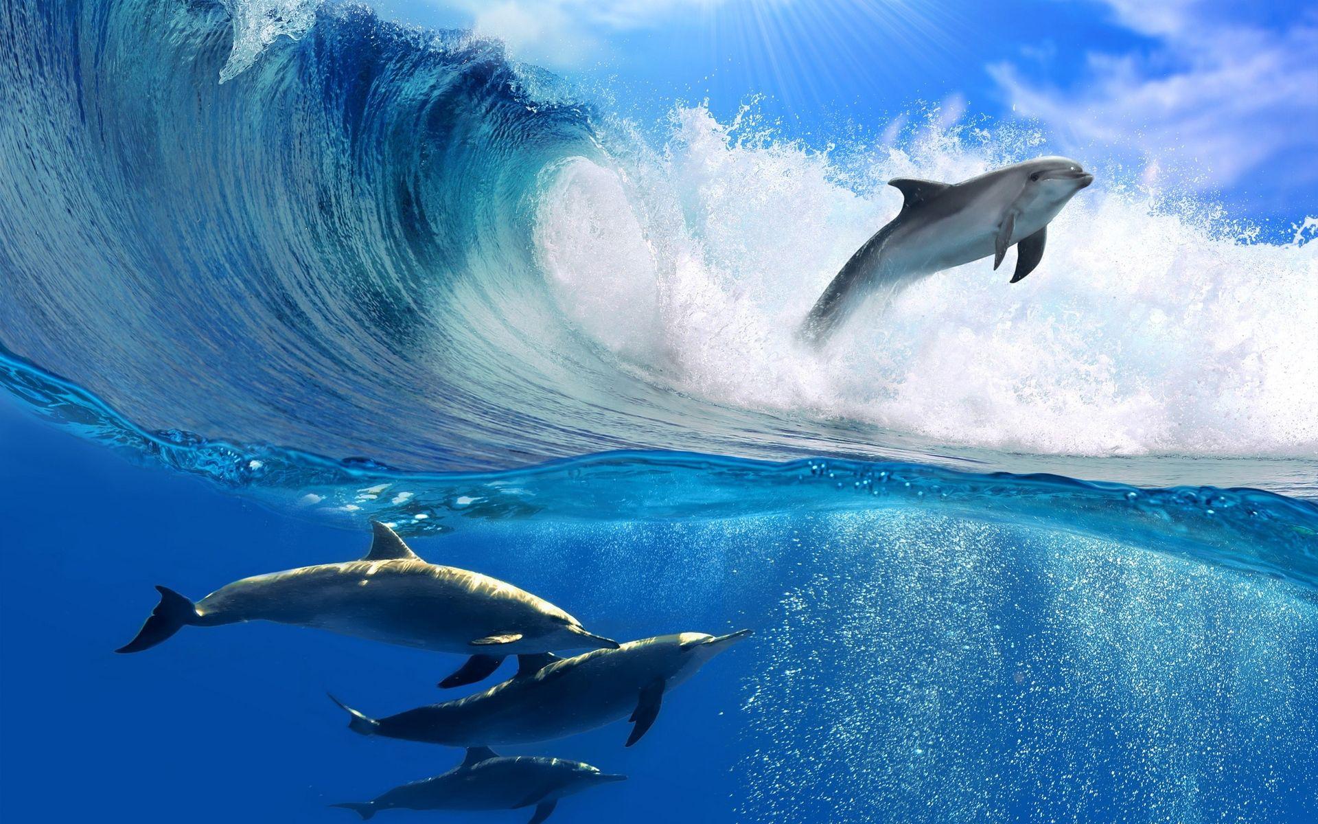 Dolphin Wave Wallpapers 2K Wallpapers Top