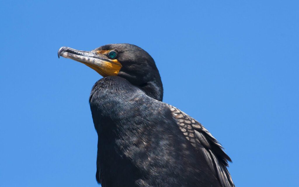 Double Crested Cormorant Bird 2K Wallpapers Wallpaper Picture