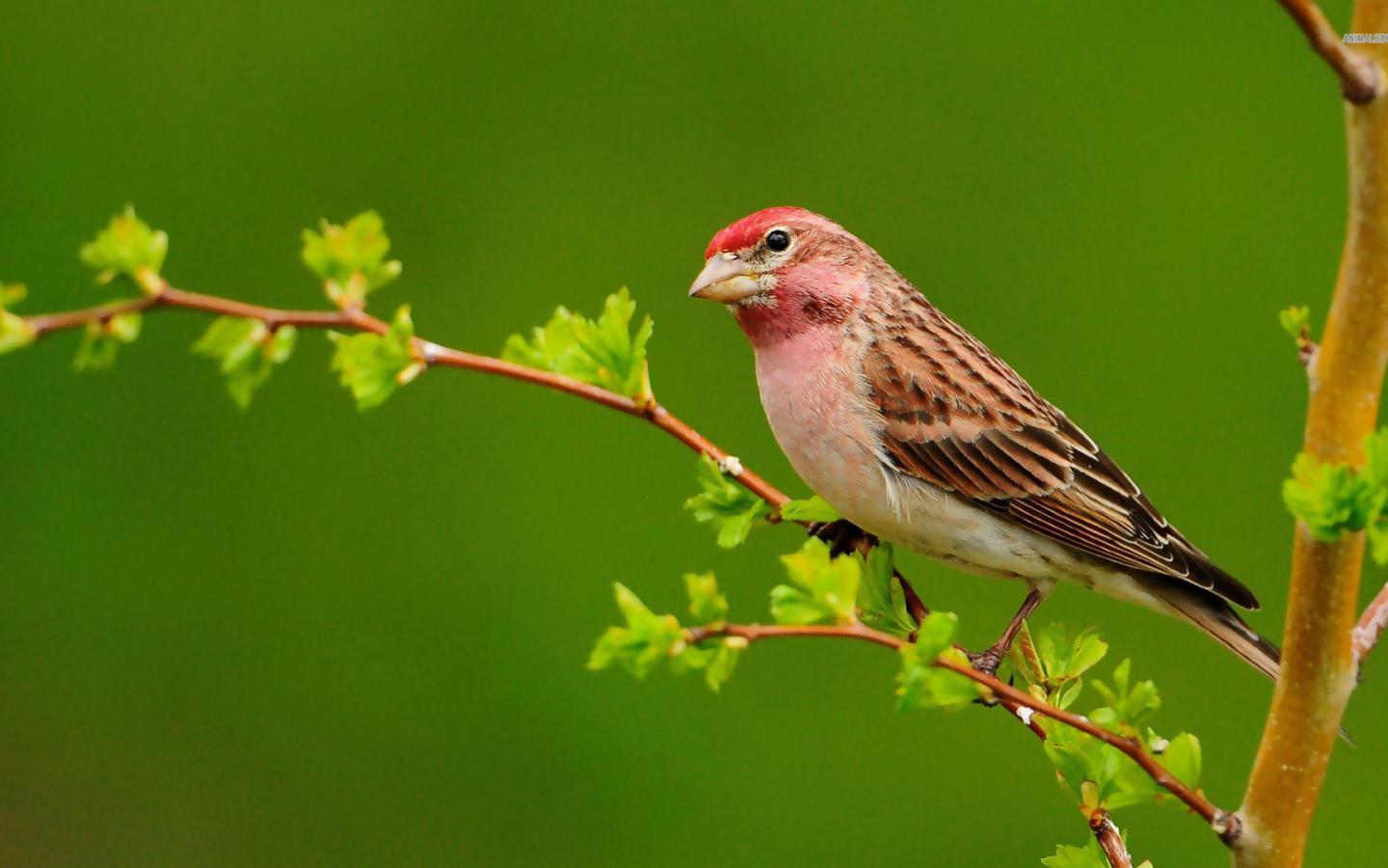Sparrow Wallpapers