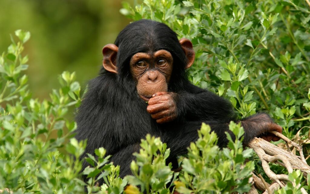 Baby Chimpanzee Wallpapers