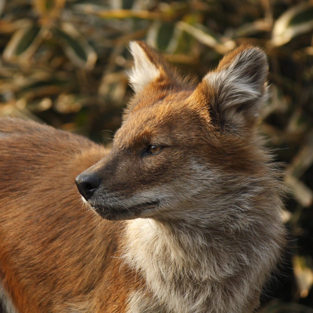 Brown and white fox closeup photography, dhole 2K wallpapers