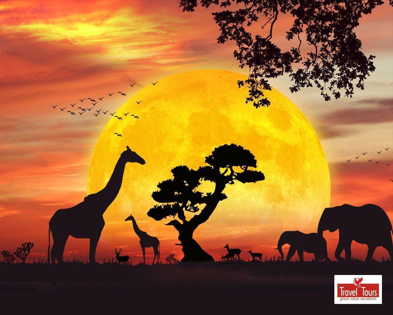 African Safari Live Wallpapers for Android PX – Wallpapers