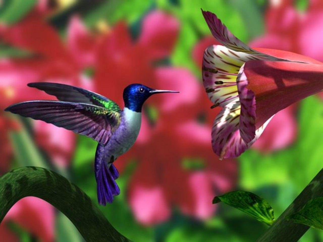 Hummingbird Wallpapers