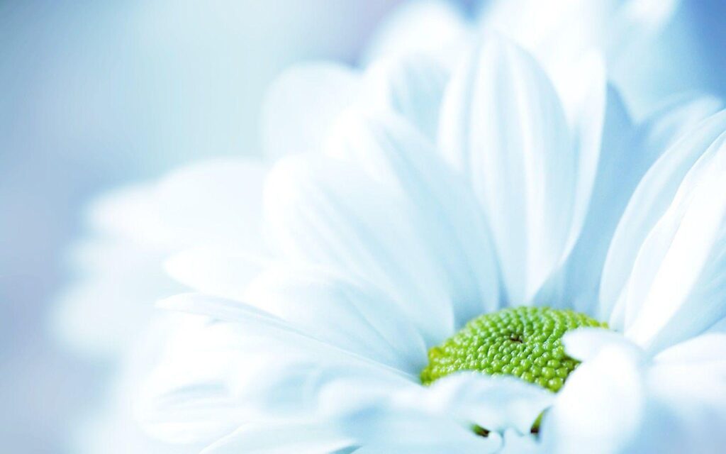 Wallpapers For – White Daisy Wallpapers