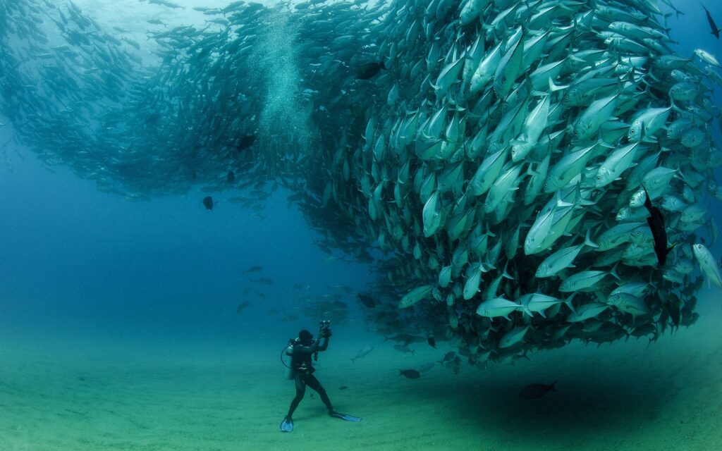 Sardines, fish underwater, diver, Cabo Pulmo National Park