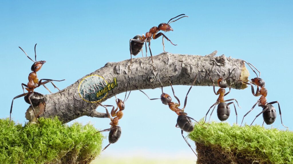 Hard Working Ants 2K Wallpapers