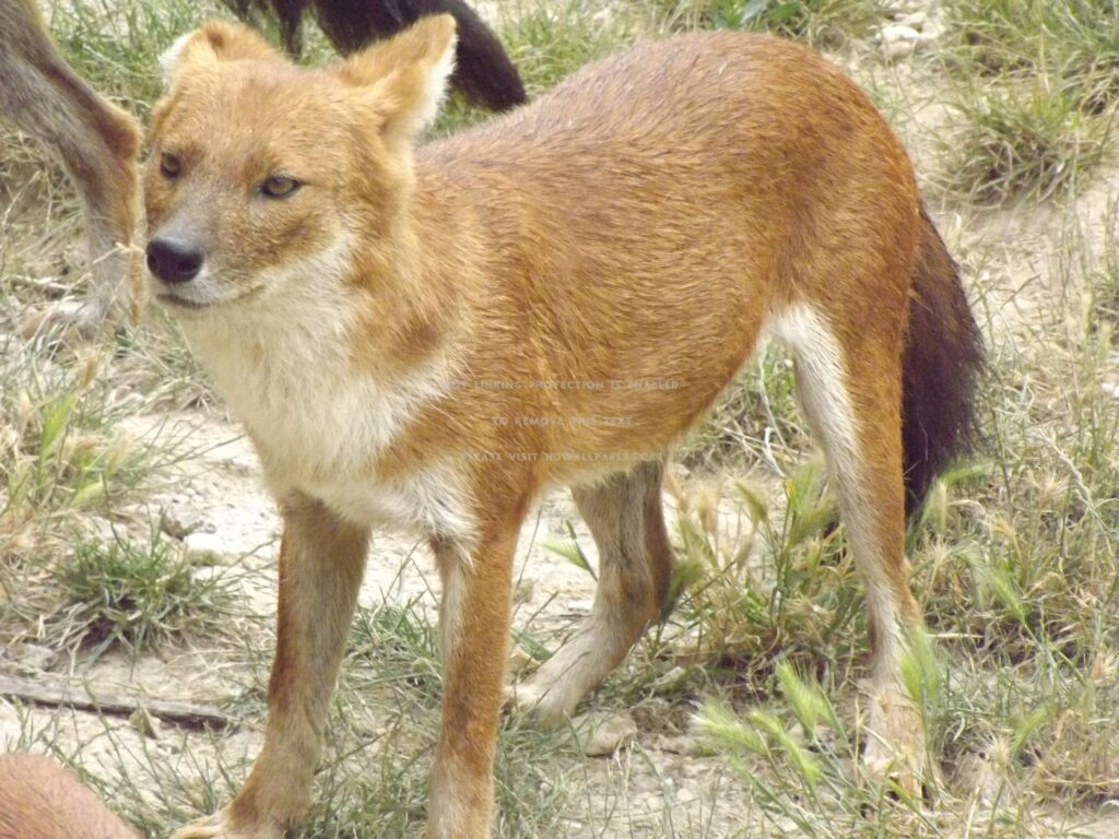 Best Dhole Wallpapers on HipWallpapers