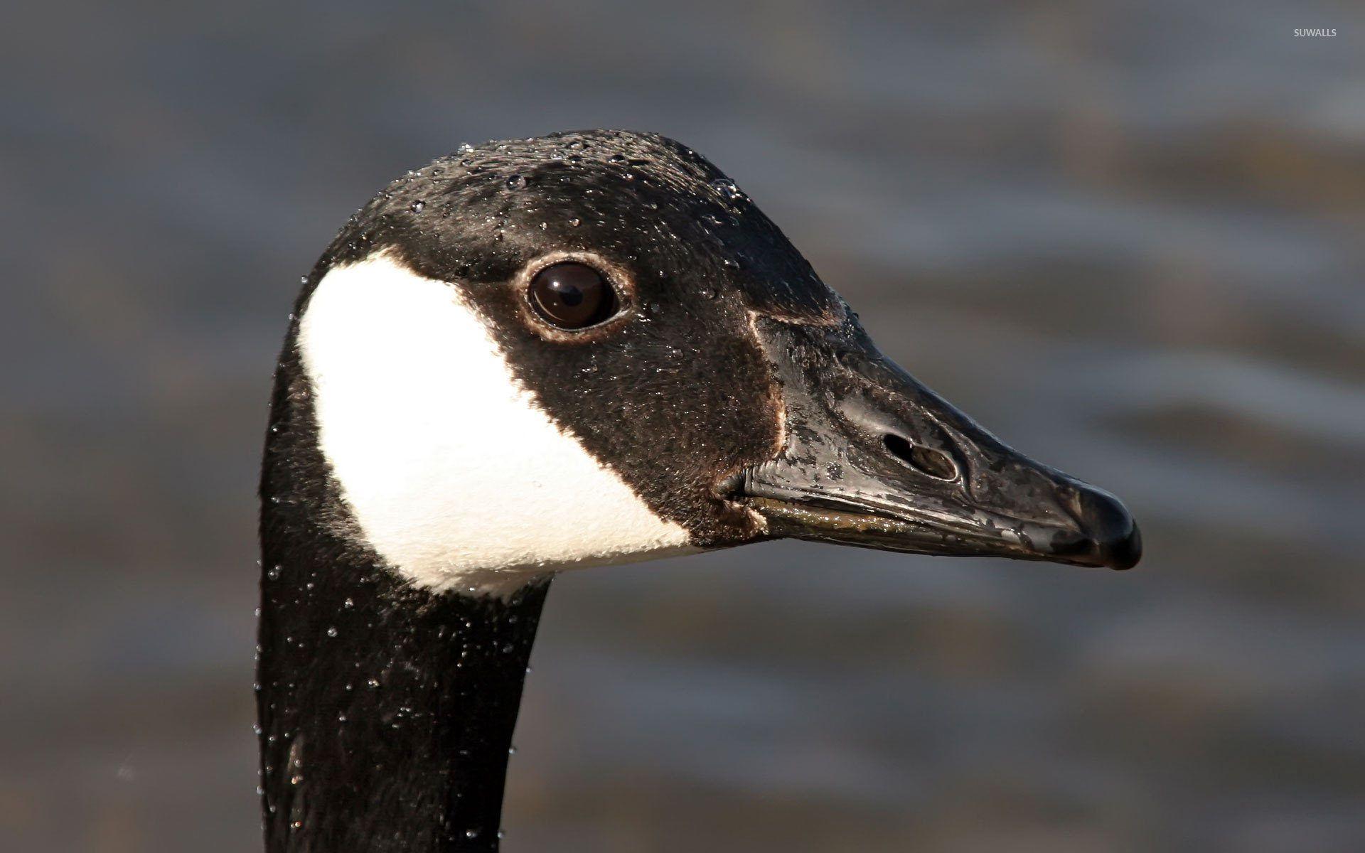 Canadian Goose wallpapers