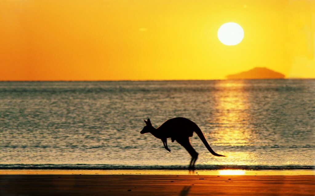 Kangaroo, kangaroos, beach, Australia, Sun 2K wallpapers